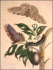 Moths, Caterpillar, and Foliage by Maria Sibylla Merian