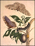 Moths, Caterpillars, and Foliage by Maria Sibylla Merian